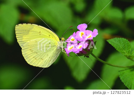 キタキチョウ(Common Grass Yellow) キタキチョウ(Common Grass Yellow) 127823512