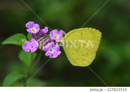 キタキチョウ(Common Grass Yellow) キタキチョウ(Common Grass Yellow) 127823514