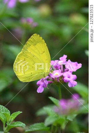 キタキチョウ（Common Grass Yellow） 127823515