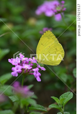 キタキチョウ(Common Grass Yellow) キタキチョウ(Common Grass Yellow) 127823517