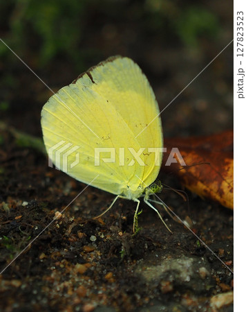 キタキチョウ(Common Grass Yellow) キタキチョウ(Common Grass Yellow) 127823523