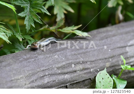 ニホントカゲ 127823540