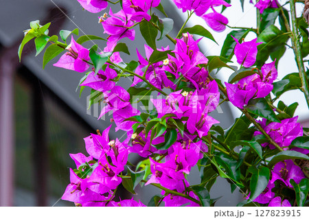 イカダカズラ 127823915