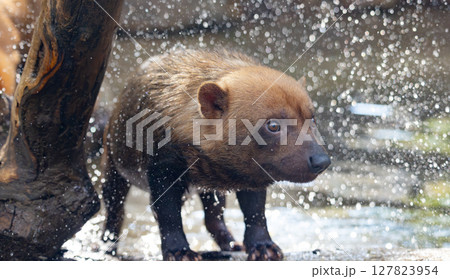 Bush dog (Speothos venaticus) in nature. Bush dogs are found from Panama in Central America, through much of South America. Bush dog (Speothos venaticus) in nature. Bush dogs are found from Panama in Central America, through much of South America. 127823954
