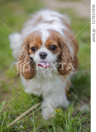 Cavalier King Charles Spaniel dog on a walk in the summer park. 127823956