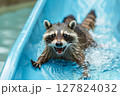 Excited raccoon sliding down a water slide with wide open mouth, splashing water in a fun summer moment. 127824032