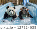 Cute panda and monkey sliding down a water slide together, playful moment in a fun park. 127824035