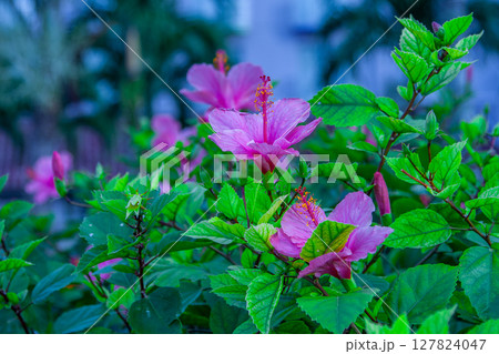 ブッソウゲ 127824047