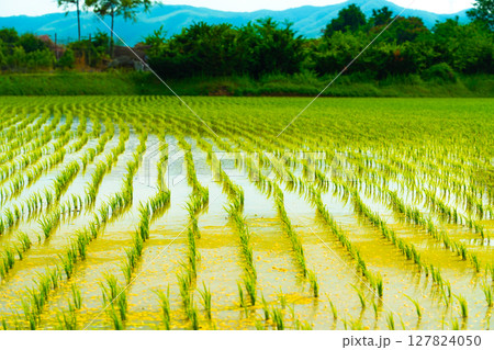 A large area of rice seedlings growing in the fields of Korea. A large area of rice seedlings growing in the fields of Korea. 127824050