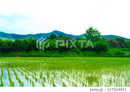 A large area of rice seedlings growing in the fields of Korea. A large area of rice seedlings growing in the fields of Korea. 127824051
