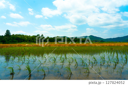 A large area of rice seedlings growing in the fields of Korea. 127824052