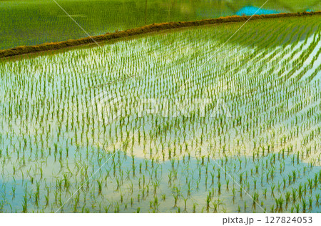 A large area of rice seedlings growing in the fields of Korea. A large area of rice seedlings growing in the fields of Korea. 127824053