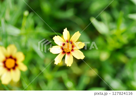 Coreopsis basalis, Asteraceae or Coreopsis or Coreopsis lanceolata or Coreopsis tinctoria Nutt or Plains Coreopsis or Plains Tickseed or yellow flower 127824116