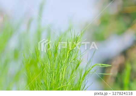 Dog fennel, dogfennel or Eupatorium capillifolium or false dill tree or Asteraceae 127824118