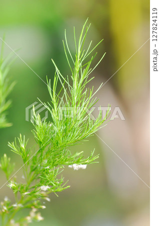 Dog fennel, dogfennel or Eupatorium capillifolium or false dill tree or Asteraceae Dog fennel, dogfennel or Eupatorium capillifolium or false dill tree or Asteraceae 127824119
