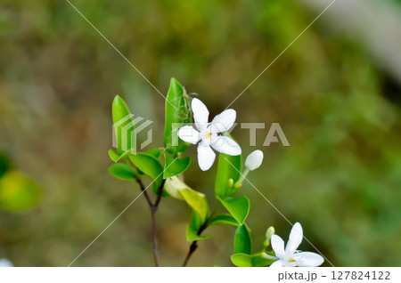 Arctic Snow, Milky Way or Snowflake or Sweet Indrajao or Winter Cherry Tree or Wrightia antidysenterica or APOCYNACEAE 127824122