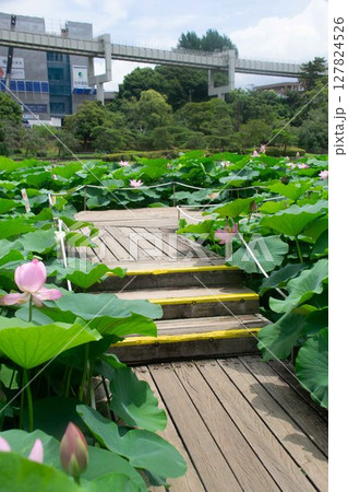 千葉公園 127824526