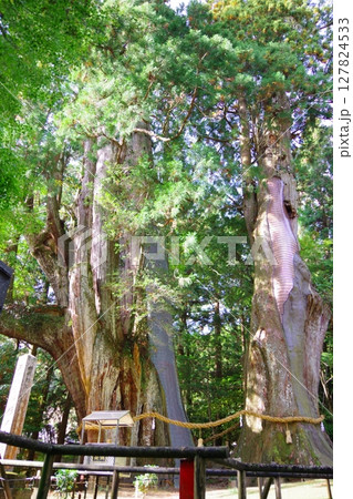 高知県大豊町　杉の大杉 127824533