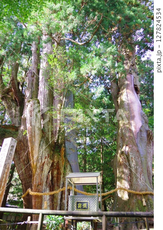 高知県大豊町 杉の大杉 高知県大豊町 杉の大杉 127824534