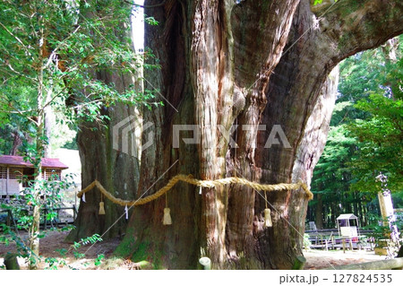 高知県大豊町　杉の大杉 127824535
