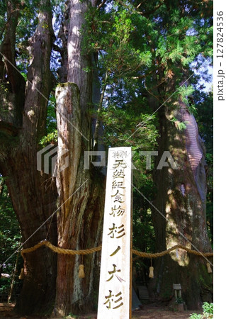 高知県大豊町　杉の大杉 127824536