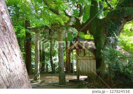 高知県大豊町　八坂神社の鳥居 127824538