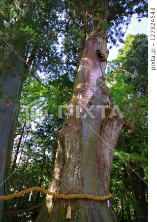 高知県大豊町　杉の大杉 127824543