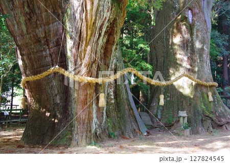 高知県大豊町 杉の大杉 高知県大豊町 杉の大杉 127824545