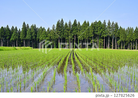 田んぼ 田んぼ 127825626