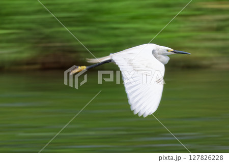 川の上を飛ぶコサギ、流し撮り 川の上を飛ぶコサギ、流し撮り 127826228