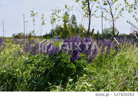 Vibrantly colored Purple Wildflowers gracefully bloom within a vibrant Lush Green Landscape 127826262