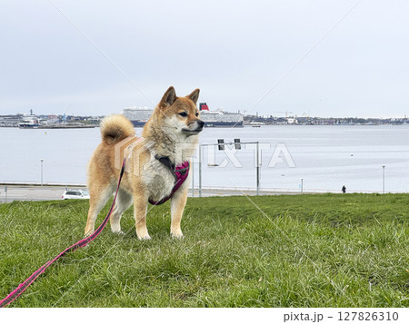 Adorable red Shiba Inu dog happily walking on lush green gras 127826310