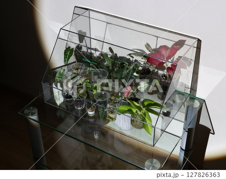 Explore an Indoor Plant Nursery with a Protective Glass Cover for better growth and charm 127826363