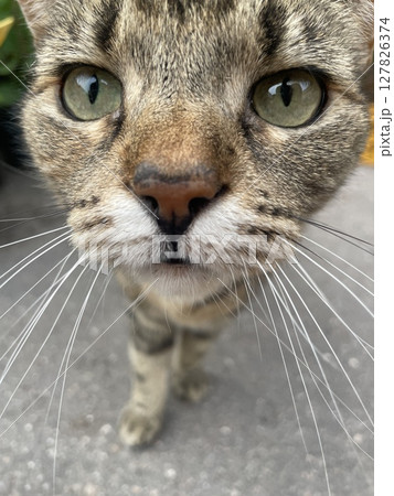 A closeup image featuring a very curious cat showcasing its strikingly vibrant green eyes 127826374