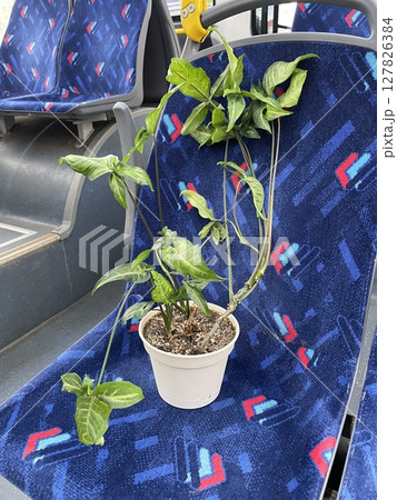 A vibrant potted plant placed on a bus seat amidst an urban journey of commuters A vibrant potted plant placed on a bus seat amidst an urban journey of commuters 127826384