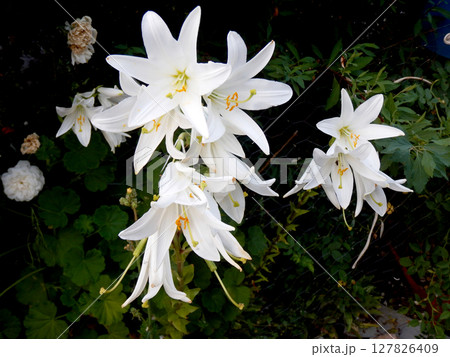 Bouquet of pretty white Lirium Candidum flowers Bouquet of pretty white Lirium Candidum flowers 127826409