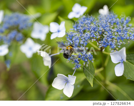 紫陽花の花と飛び回るクマバチ 127826634