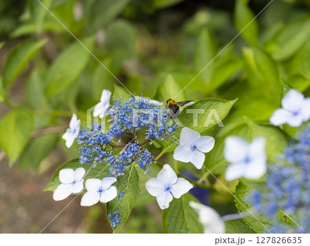 紫陽花の花と飛び回るクマバチ 127826635