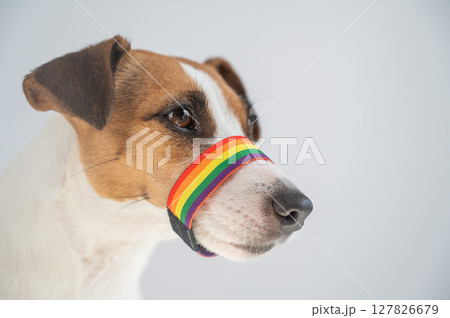 Jack Russell Terrier Dog Wearing Rainbow Flag Muzzle. Jack Russell Terrier Dog Wearing Rainbow Flag Muzzle. 127826679
