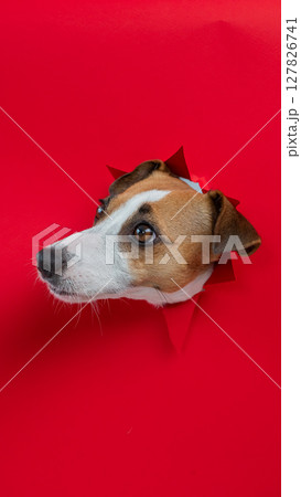 Funny Jack Russell Terrier dog sticks out through a red cardboard background. Copy space. Vertical photo.  127826741