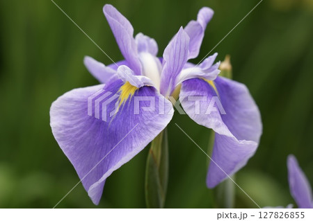 美しい花菖蒲 和風 美しい花菖蒲 和風 127826855