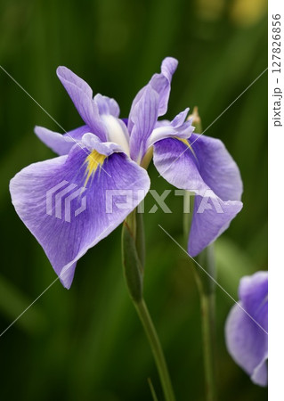 美しい花菖蒲 和風 美しい花菖蒲 和風 127826856