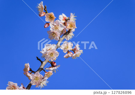 梅の花　佐布里梅 127826896