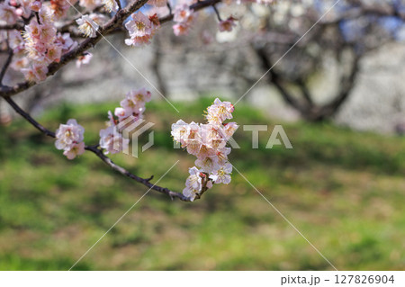 梅の花 佐布里梅 梅の花 佐布里梅 127826904
