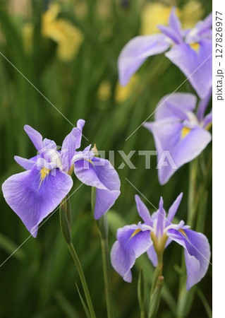 美しい花菖蒲 咲き誇る 多数 美しい花菖蒲 咲き誇る 多数 127826977