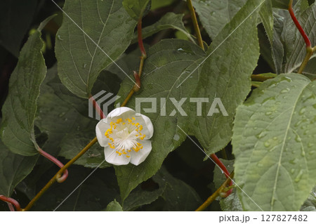 またたびの花 127827482