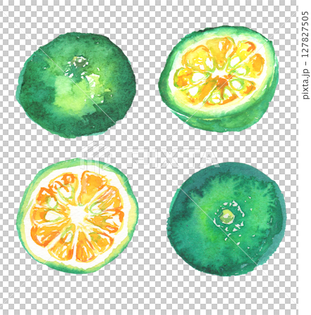 Watercolor illustration of Shikuwasa - a citrus fruit from Okinawa Watercolor illustration of Shikuwasa - a citrus fruit from Okinawa 127827505