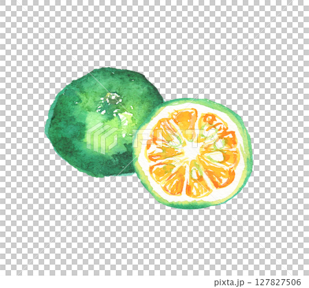 Watercolor illustration of Shikuwasa - a citrus fruit from Okinawa 127827506