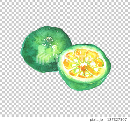 Watercolor illustration of Shikuwasa - a citrus fruit from Okinawa 127827507