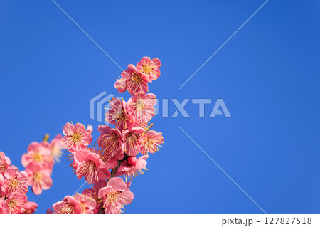 薄紅色の花梅 127827518